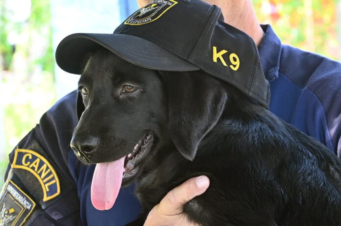 Canil da GM recebe novo integrante; ajude a escolher o nome