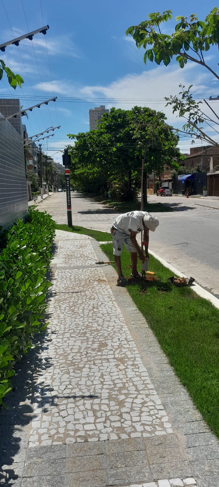 Munícipes de Guarujá podem plantar mudas de árvores com autorização da Prefeitura; Entenda