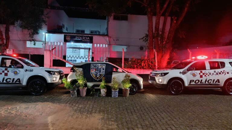 Homem é preso com pés de maconha em Cruzeiro