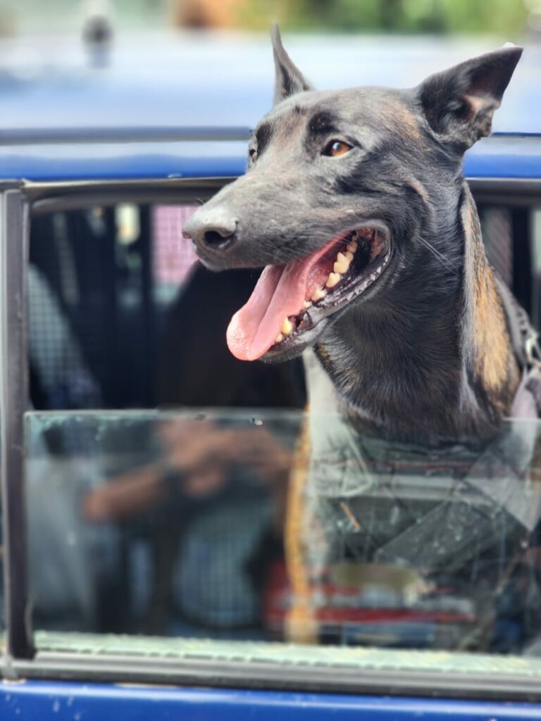 Cão farejador ajuda na prisão de traficante em Limeira