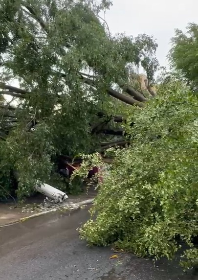 Chuva com ventos fortes derruba mais de 40 árvores e causa estragos em Taubaté