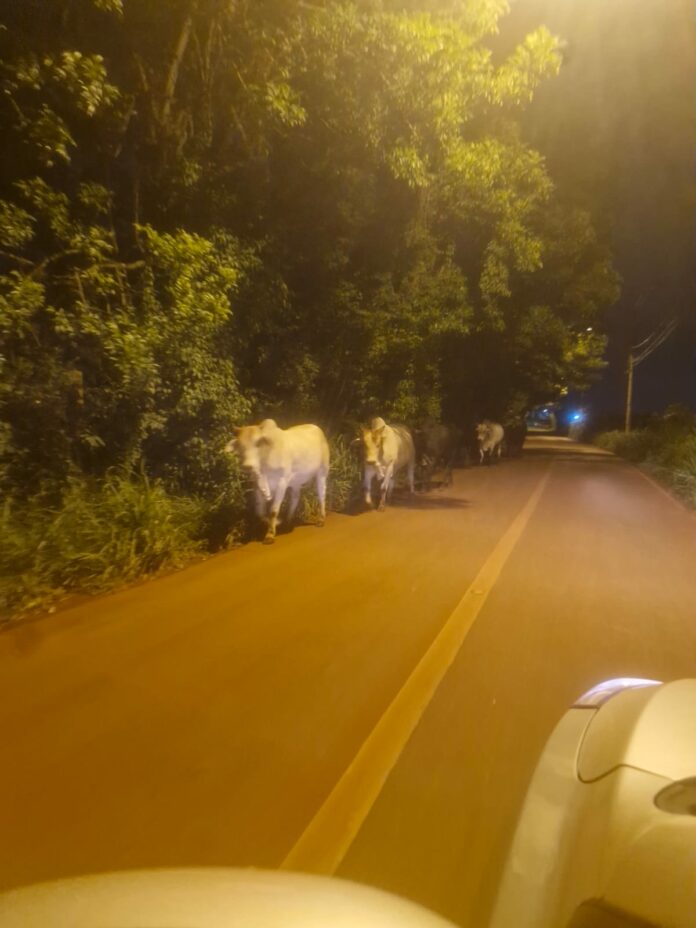 Animais soltos nas ruas da zona rural causam prejuízos e risco de acidentes Barão Geraldo, SP - A presença de animais soltos nas ruas da zona rural do distrito de Barão Geraldo está causando preocupação entre os moradores e produtores rurais da região. Além de danificar plantações e causar prejuízos, os animais também representam um risco de acidentes nas vias de velocidade alta. De acordo com os moradores, os animais são de responsabilidade de um criador da região, que não está tomando providências para mantê-los dentro da propriedade. 