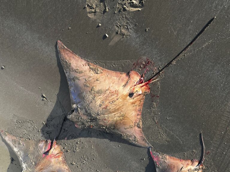 CRIME AMBIENTAL: Mais de 100 raias são encontradas mortas à beira-mar em São Vicente