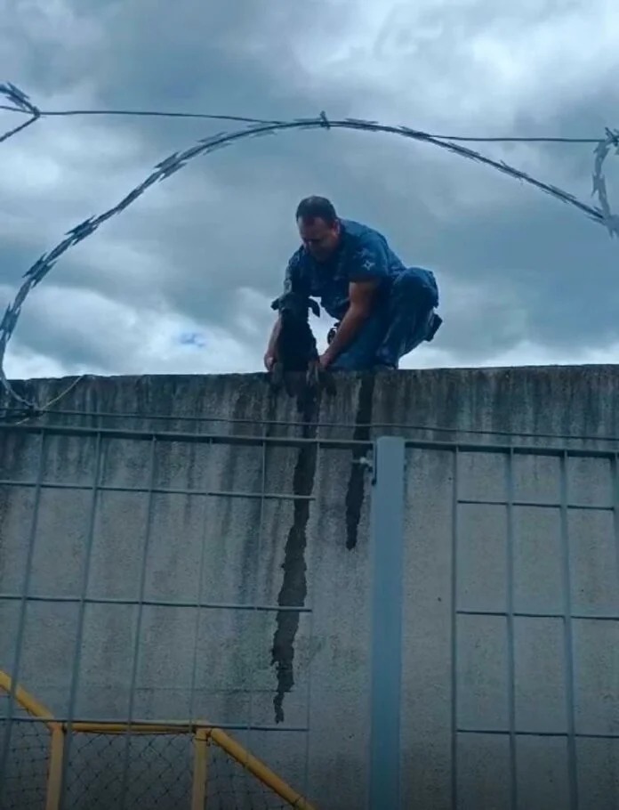 Cãozinho “Valente” está curado e aguarda família para adoção