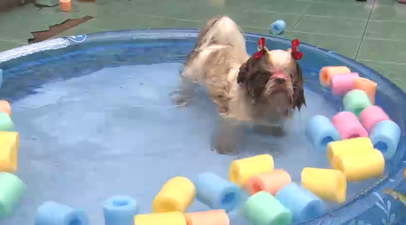 Cuidados com os pets no verão: evite o sol forte e proteja seu animal