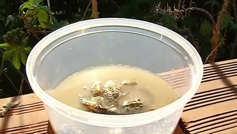 Moradora de Sumaré encontra escorpiões em terreno com mato alto e lixo acumulado