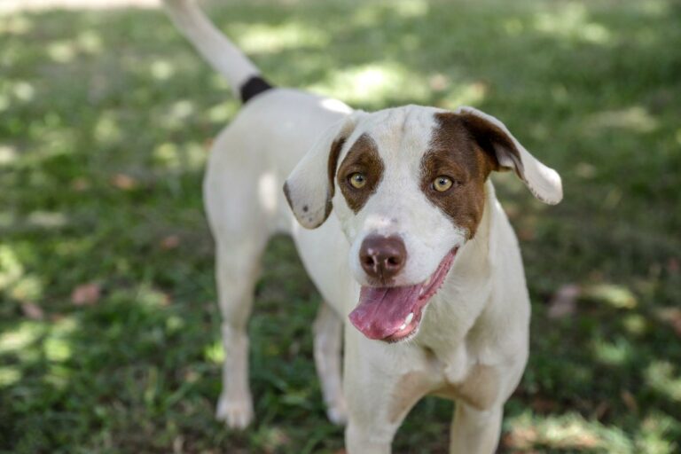 Prefeitura promove feira de adoção de pets neste sábado