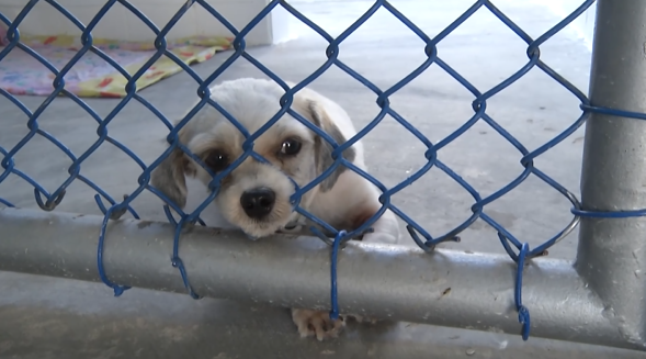 Codevida de Santos se mobiliza para cuidar de 17 cães vítimas de maus-tratos