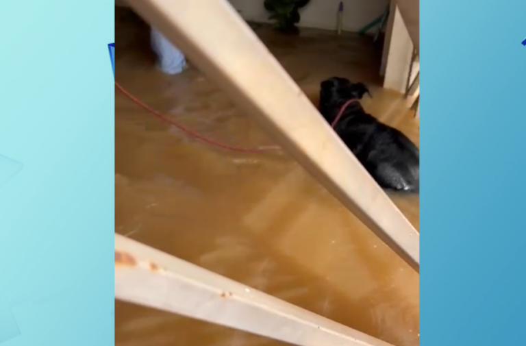 Policiais e moradores resgatam cachorro ilhado em enchente em Santa Bárbara d’Oeste