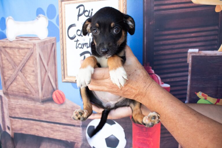 São Vicente promove neste sábado (08), evento para adoção de pets vítimas de maus-tratos e abandono