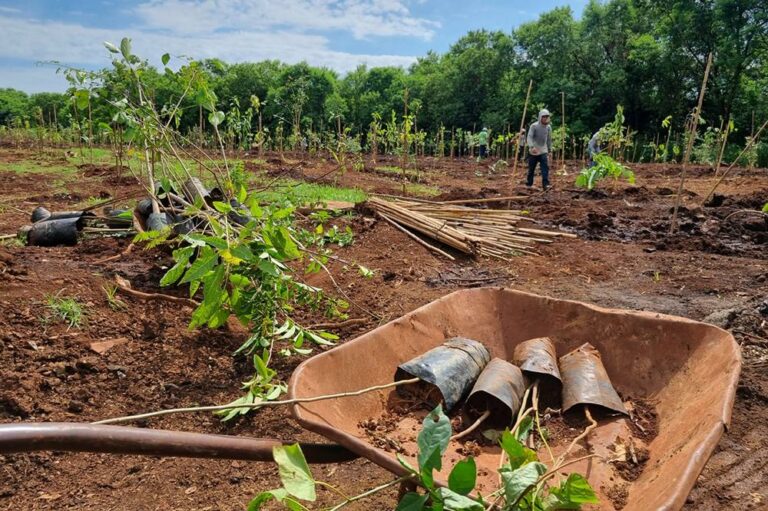 Mais de 2 mil mudas de árvores foram plantadas nesta semana em Ribeirão