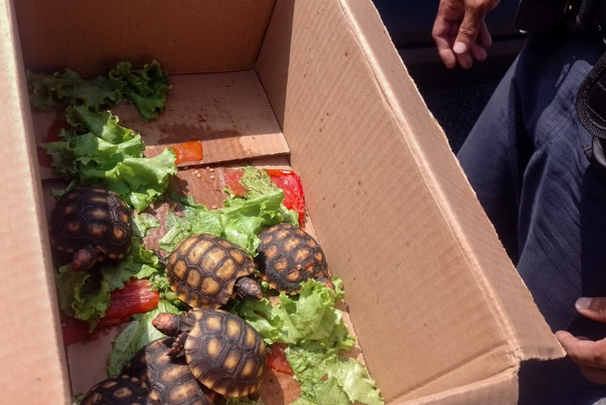 Homem é preso em Praia Grande por vender Jabutis em feira livre