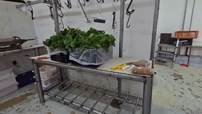 Captura de tela 2025-03-17 214954