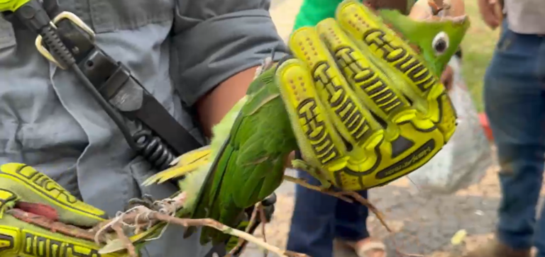 Maritaca com linha de pipa enroscada na pata é resgatada de árvore em Indaiatuba