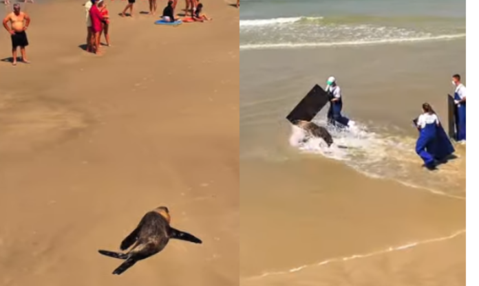 lobo-marinho guarujá