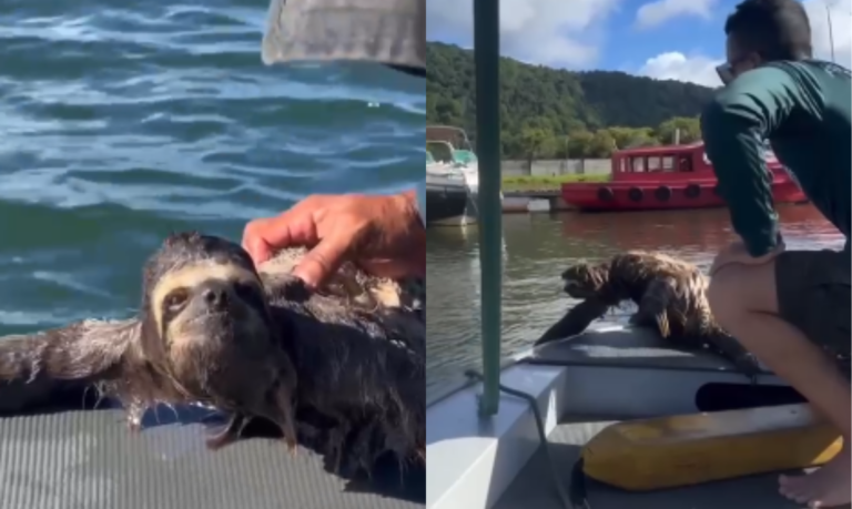 Bicho-preguiça é resgatado em alto mar em Guarujá; VÍDEO