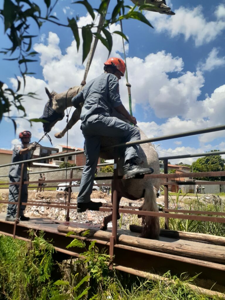 Cavalo cai em vão de ponte e é resgatado pelos bombeiros