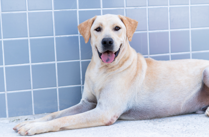 Zoonoses de Bertioga conta com 165 animais disponíveis para adoção