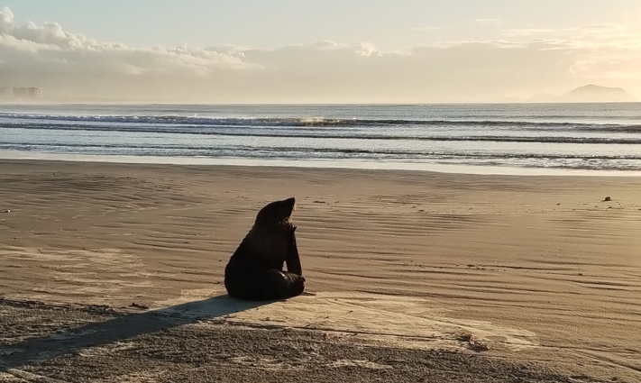 “Não quer mais sair do litoral”: Lobo-marinho reaparece em Bertioga após ser solto pelo Instituto Gremar