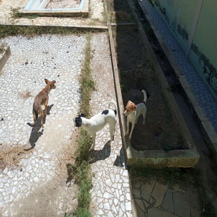 PM resgata três cães em situação de maus-tratos, em Cruzeiro PM resgata três cães em situação de maus-tratos, em Cruzeiro