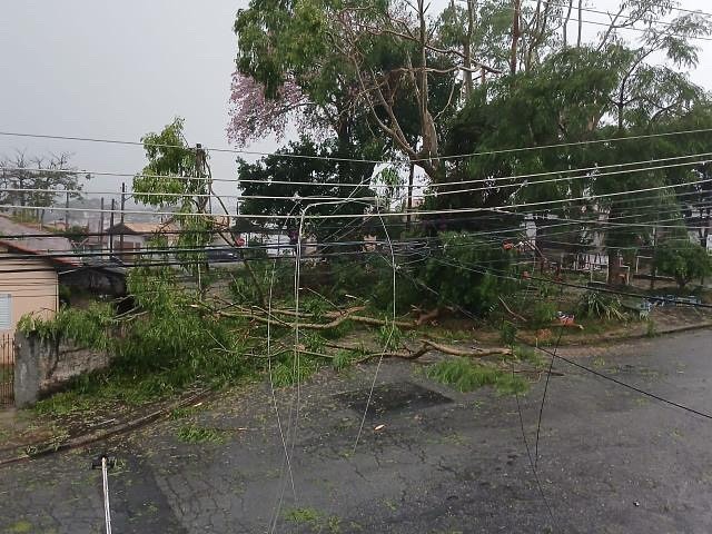 Temporal derrubou pelo menos 25 árvores em Taubaté, aponta Defesa Civil
