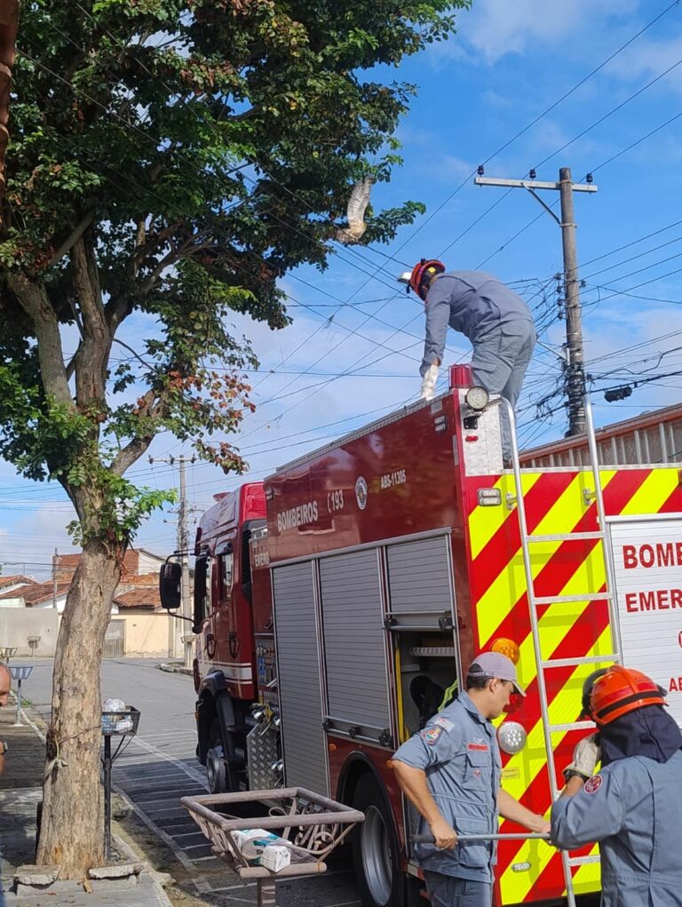 Bombeiros resgatam coruja enroscada em fiação elétrica em Cachoeira Paulista