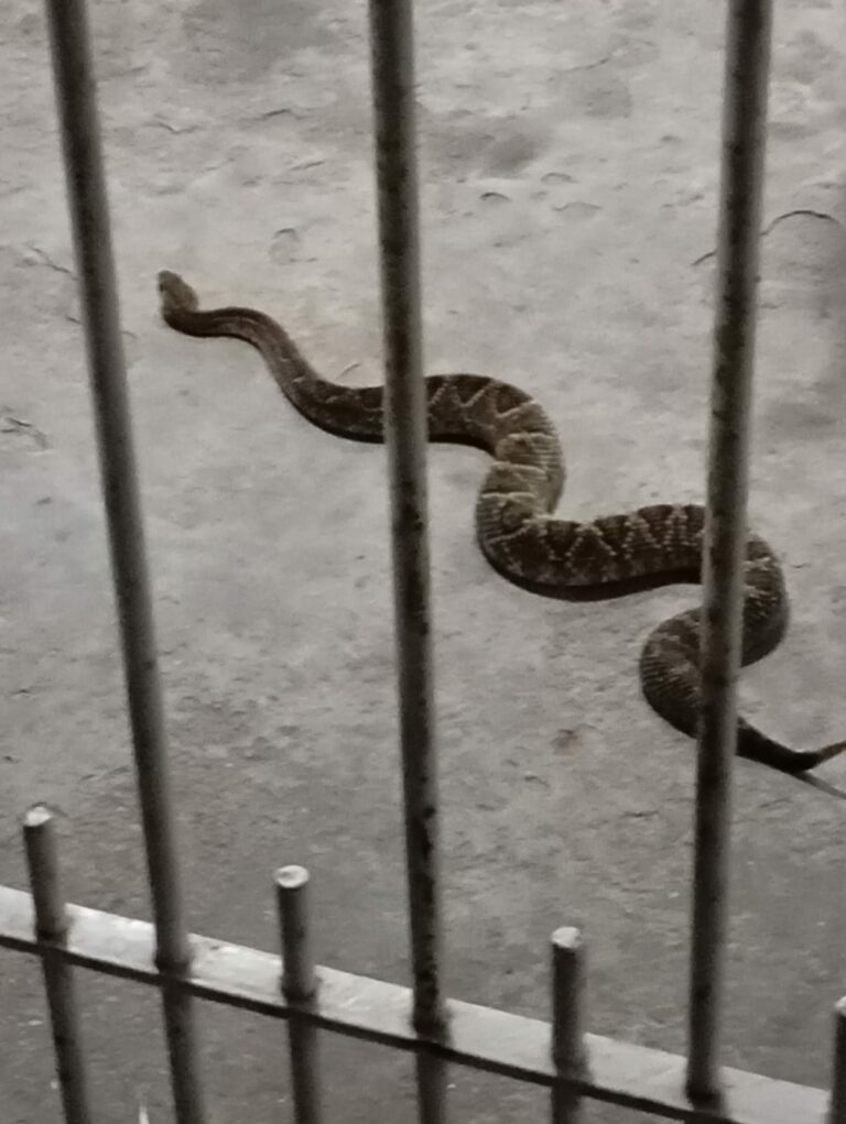 Bombeiros resgatam cobra cascavel que estava em garagem de casa em Jacareí