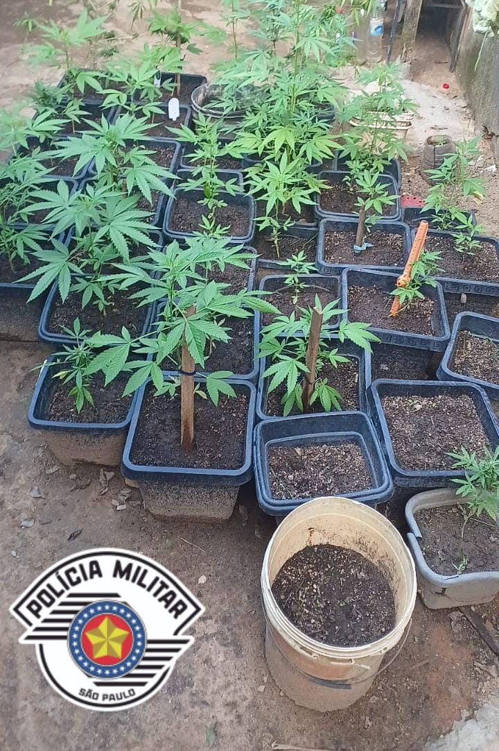 Homem é preso com mais de 70 pés de maconha em Jacareí