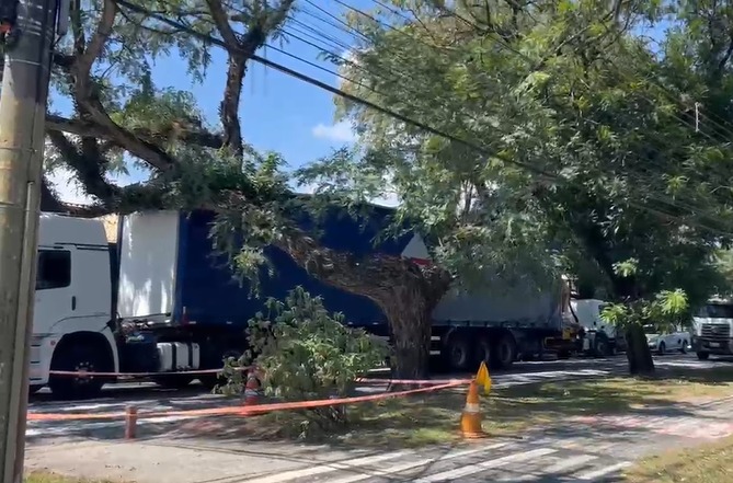 Caminhão fica preso após bater em árvore e interdita avenida em São José
