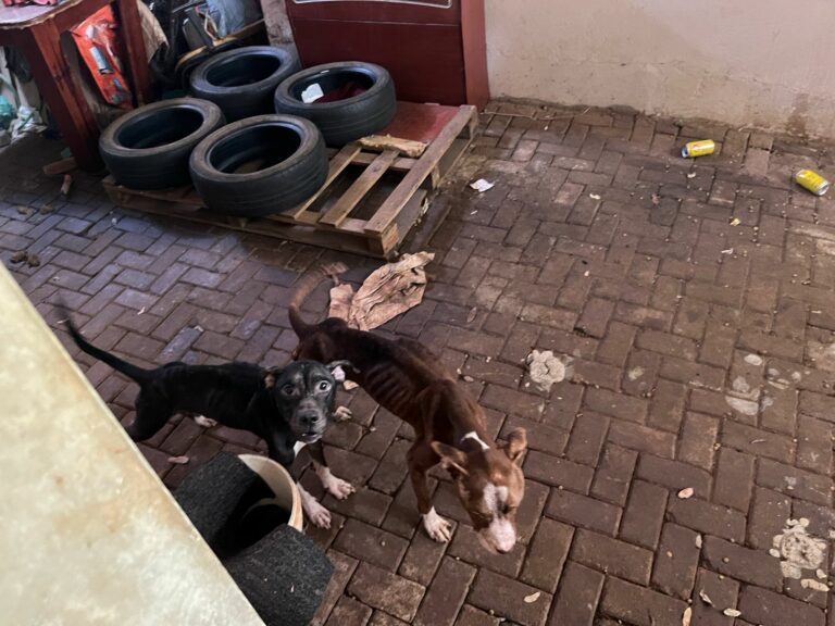 Cães em condições de maus-tratos são socorridos no Cândido Portinari após denúncia anônima