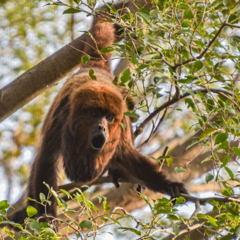 Macacos são aliados no alerta da presença do vírus da febre amarela