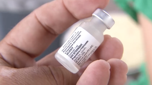 Campanha de vacinação para gatos vai até o final de março em Santos; Confira!