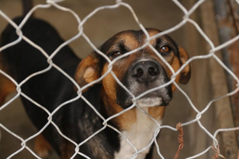 adoção de cachorros e gatos