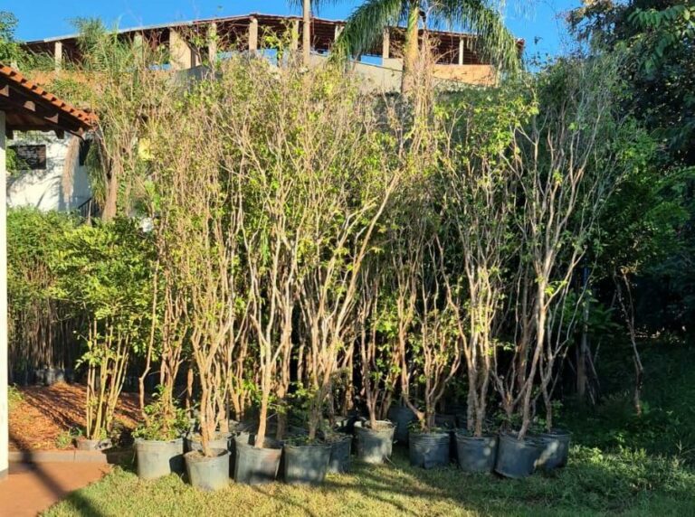 Horto Municipal disponibiliza mudas de jabuticabeiras para população; saiba como retirar