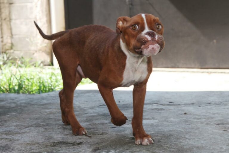 Santos abre mais de 700 vagas para agendamento de castrações; Saiba mais