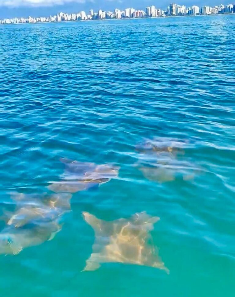 Golfinhos e arraias são vistos em um encantador ‘balé’ marinho no litoral de SP; VÍDEO