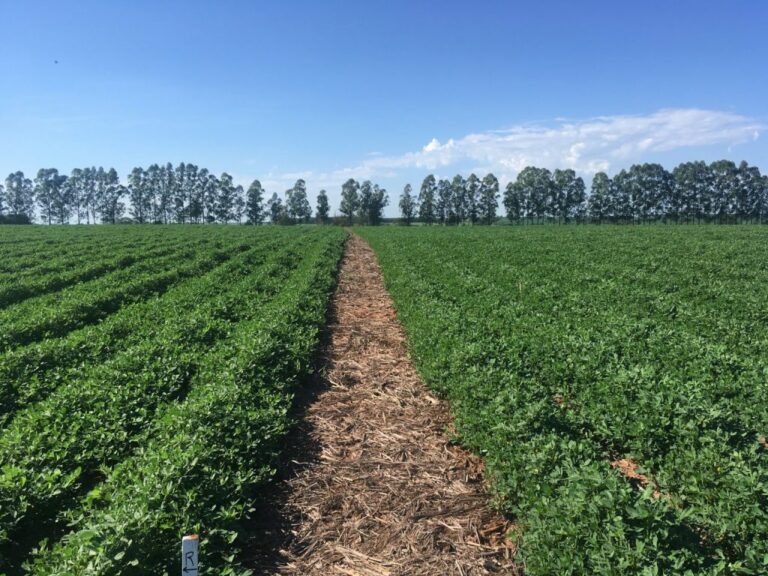 SP entrega títulos de regularização fundiária com marca recorde na Agrishow 2025