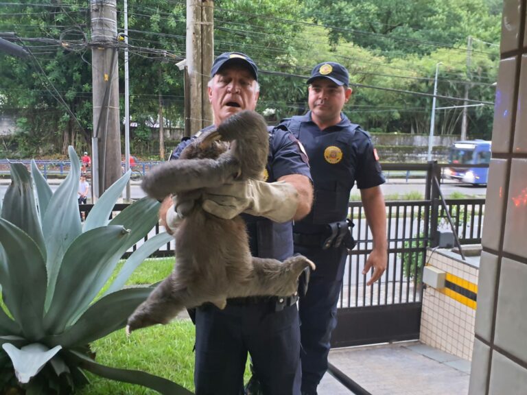 Guarda Civil Ambiental resgata bicho-preguiça de poste em São Vicente