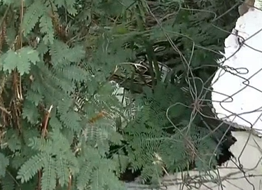 Agência bancária é alvo de tentativa de furto em Campinas