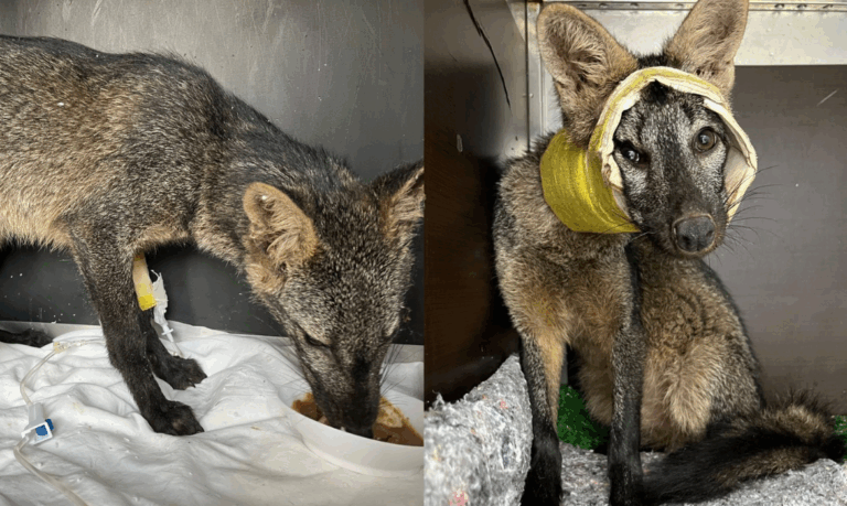 Cachorro-do-mato que havia sido atropelado em Cubatão, retorna à natureza após meses de reabilitação; VÍDEO