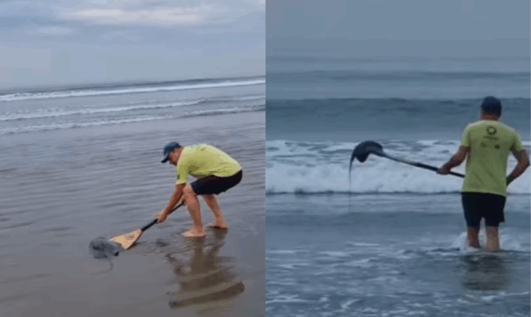 Raia encalha em praia do litoral de SP e é resgatada por banhista