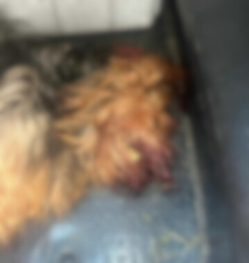 Mulher de 50 anos é presa após matar cachorro em Caraguatatuba