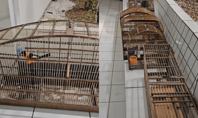 pássaros silvestres