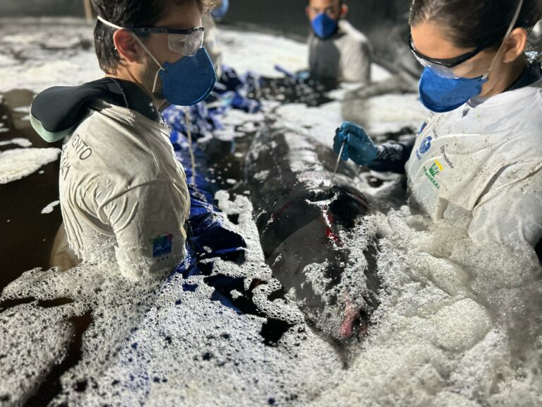 Golfinho cachalote-pigmeu resgatado em praia de Mongaguá sofre complicações e morre no dia seguinte