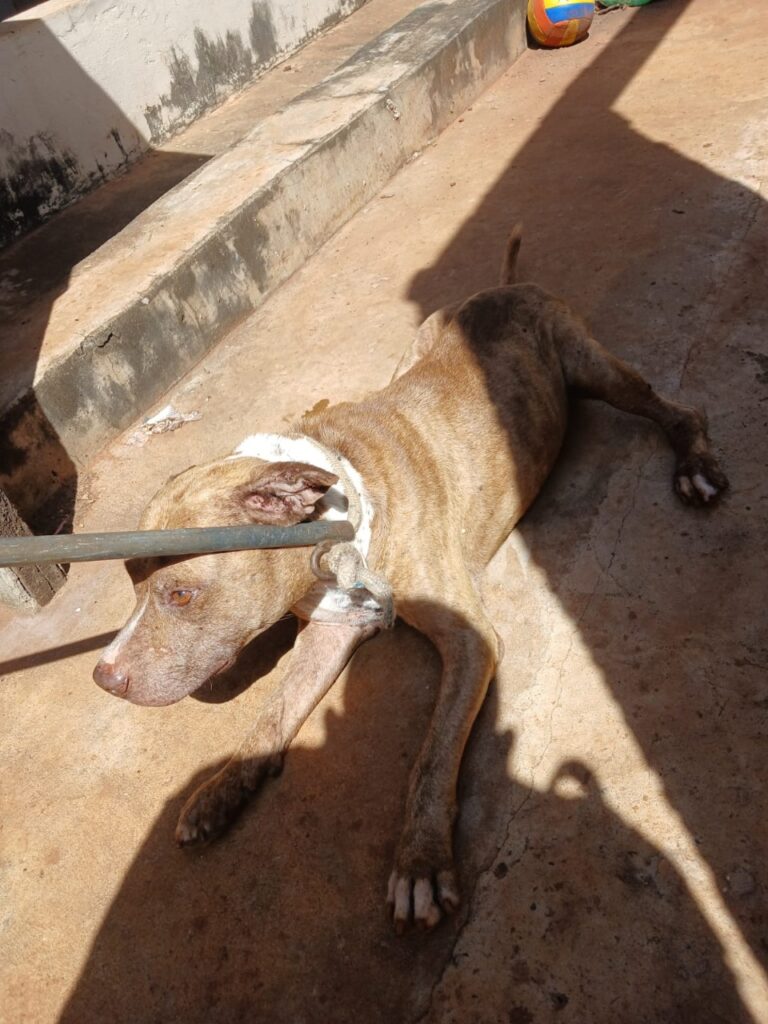 Cão vítima de maus-tratos é resgatado em Araçatuba e recebe cuidados no CCZ