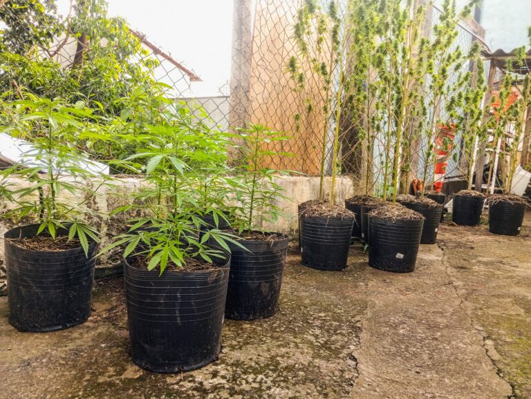 Pai e filho são presos por cultivar pés de maconha em residência de Bragança Paulista