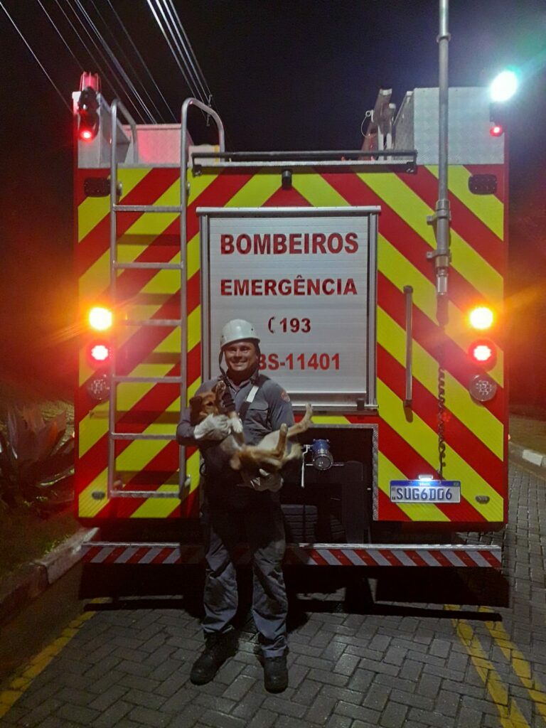 Cachorro é resgatado pelos bombeiros após ficar preso em encosta de aproximadamente 25 metros em Caraguatatuba