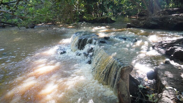 Parque Baguaçu terá programação especial pelo Dia do Ribeirão com foco em educação ambiental