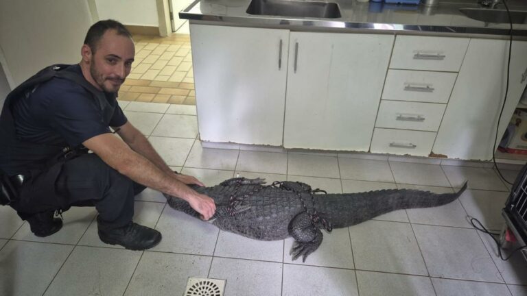 Jacaré-do-papo-amarelo é resgatado por GCM em Santos