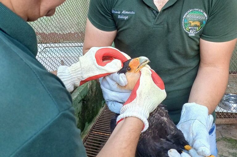 CETRAS Morro do São Bento reintroduz 115 animais na natureza em três meses